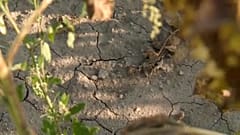 Magyarországnak alkalmazkodnia kell a klímaváltozáshoz
