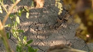 Magyarországnak alkalmazkodnia kell a klímaváltozáshoz