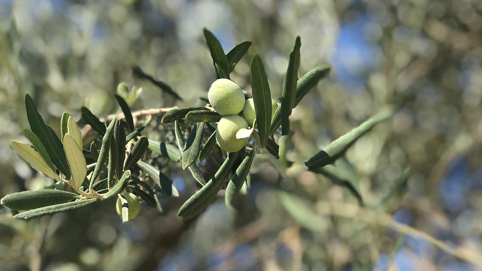 RÖP | Zeytin üretiminde dünya liderliği mümkün mü? Zeytincilik sektörü katma değer yaratmak istiyor