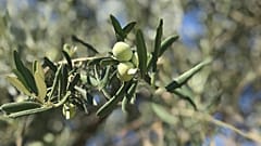 RÖP | Zeytin üretiminde dünya liderliği mümkün mü? Zeytincilik sektörü katma değer yaratmak istiyor