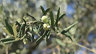 RÖP | Zeytin üretiminde dünya liderliği mümkün mü? Zeytincilik sektörü katma değer yaratmak istiyor