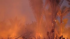 Bolsonaro vuelve a autorizar el uso de fuego para cultivos en regiones fuera del Amazonas