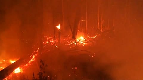 La lenta agonia dell'Amazzonia, polmone verde del mondo