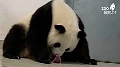 Nacen los primeros dos osos panda en Alemania 