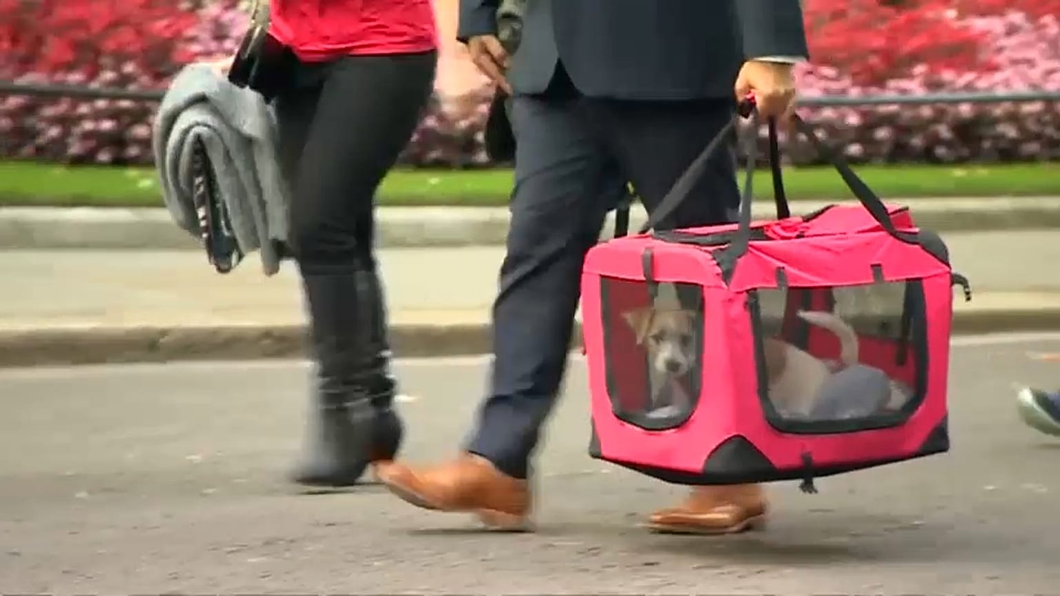 DOG DELIVERED TO NUMBER 10 DOWNING STREET BY MEMBERS OF CHARITY