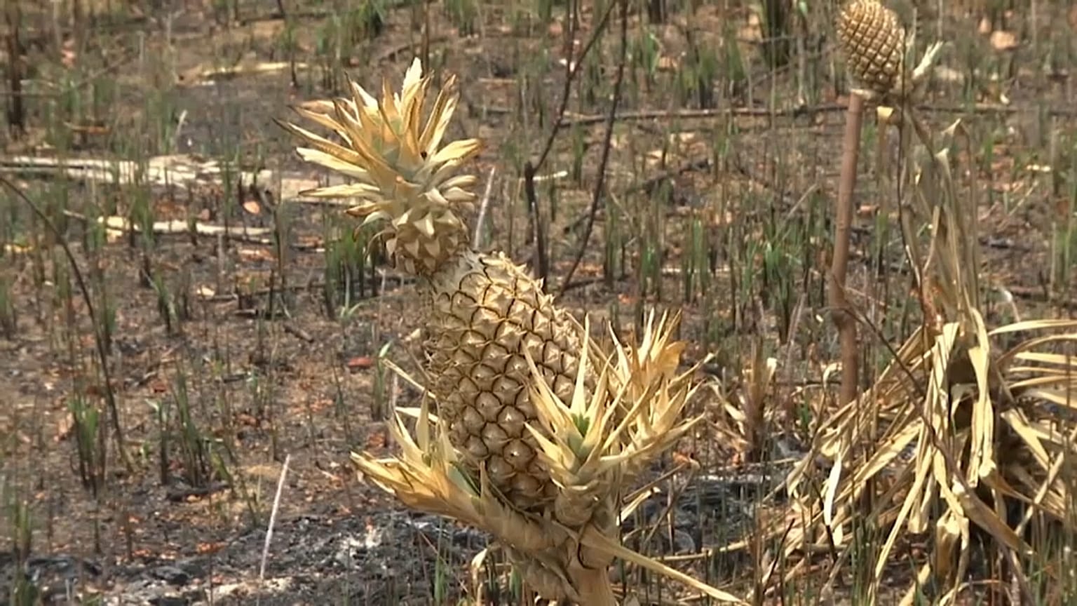 Bolsonaro quer debater a Amazónia na ONU