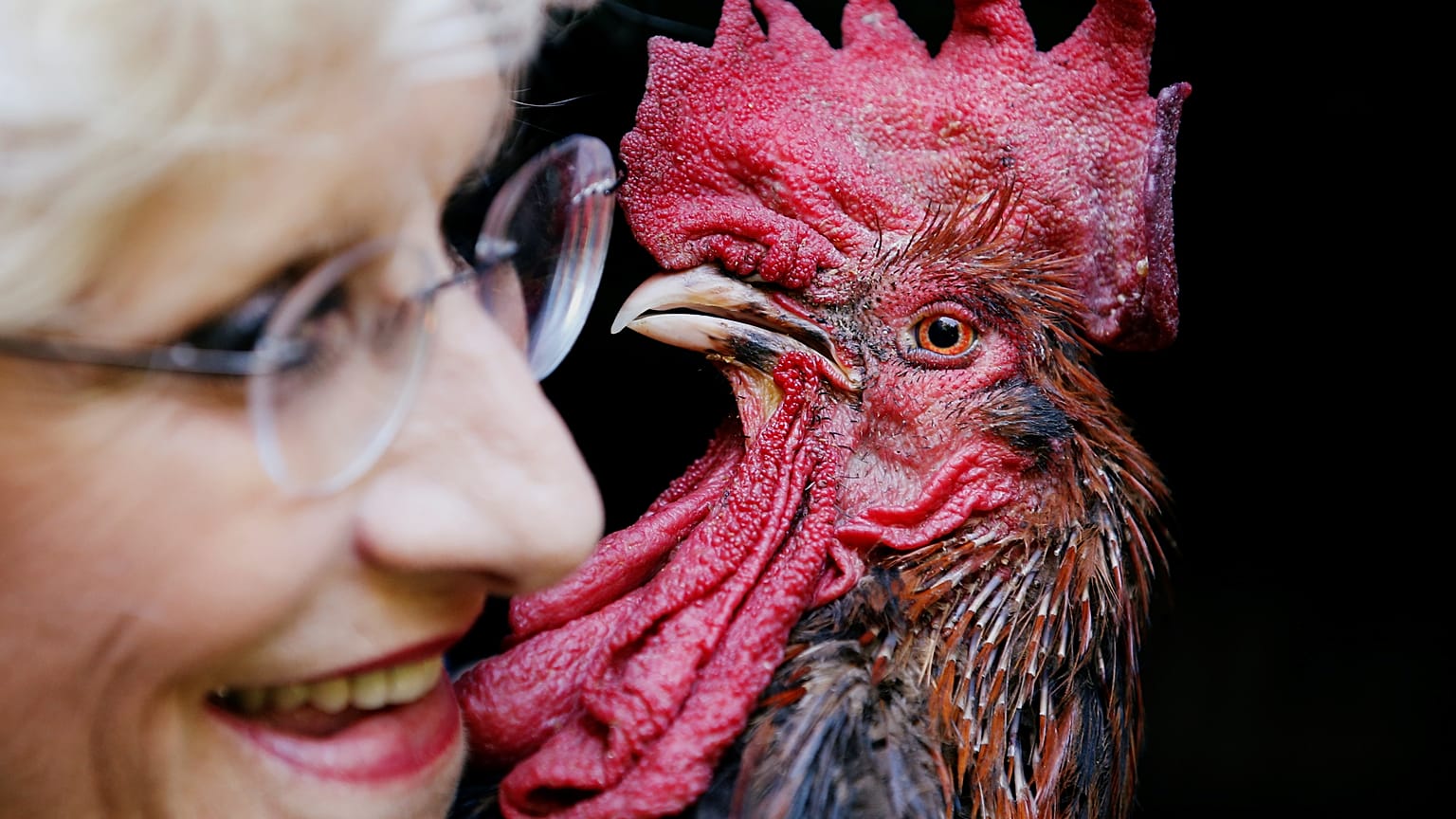Alarm cock! Rooster ruling gives rural France something to crow about