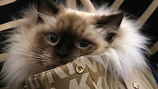 Kedi
