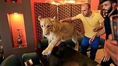 الأسد ليو بصحبة رواد أحد مقاهي دهوك