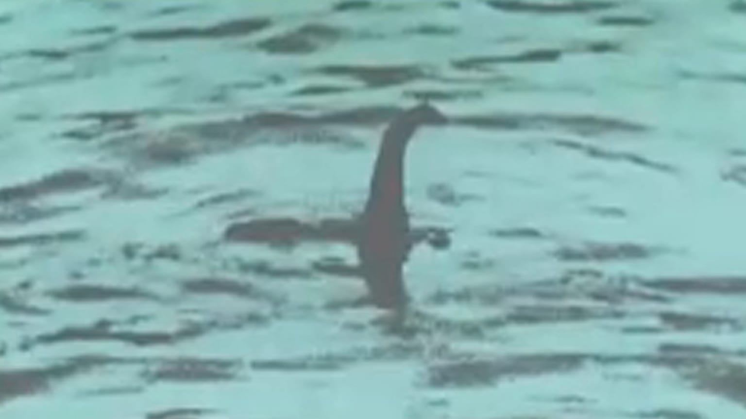 A Loch Ness-i szörny talán egy nagy angolna volt
