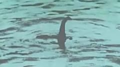 A Loch Ness-i szörny talán egy nagy angolna volt