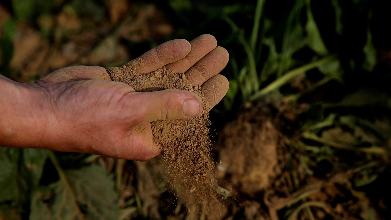 El cambio climático reduciría a la mitad la producción de cultivos en el sur de Europa para 2050