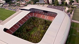 Erdő a stadionban