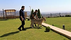 Домашний лев в Дахуке