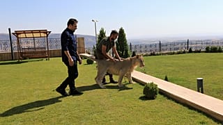 Leo the pet lion: a local celebrity in Iraq's Dohuk