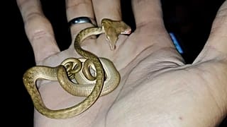 Le fameux reptile, photographié à Tabanan en Indonésie, le 05/09/2019