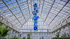 Temperate House Persians