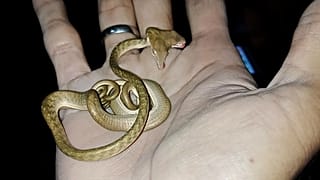 Eine seltene zweiköpfige Schlange wurde auf Bali entdeckt