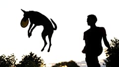 İspanya'nın bir kentinde çocuk sayısını geçen köpekler için sahiplerine 'dışkı' vergisi