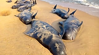 Egyre több bálna és delfin vetődik partra Nagy-Britanniában