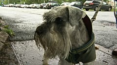 Mysteriöse Hunde-Krankheit: Mehr als 25 tote Vierbeiner in Norwegen