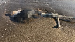 Sakarya'da bedeninin yarısı olmayan ceset bulundu