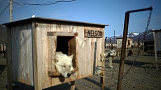 Norveç'te 'gizemli' bir hastalık onlarca köpeğin ölümüne yol açtı