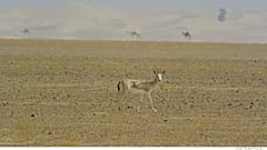 Dubai e le oasi sacre per gli animali 
