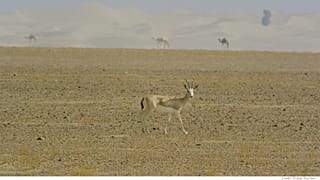 Tieroasen in Dubai