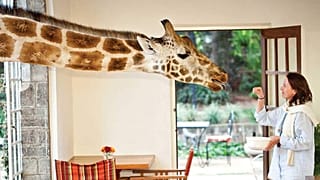 Breakfast time at Giraffe Manor, Kenya 