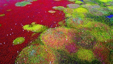 Migratory bird sanctuaries, China