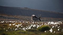 Rentier-Unfall in Lappland: 22 finnische Soldaten im Krankenhaus