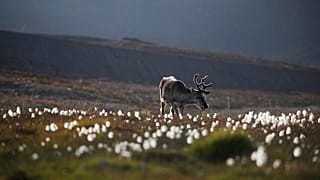 Rentier-Unfall in Lappland: 22 finnische Soldaten im Krankenhaus