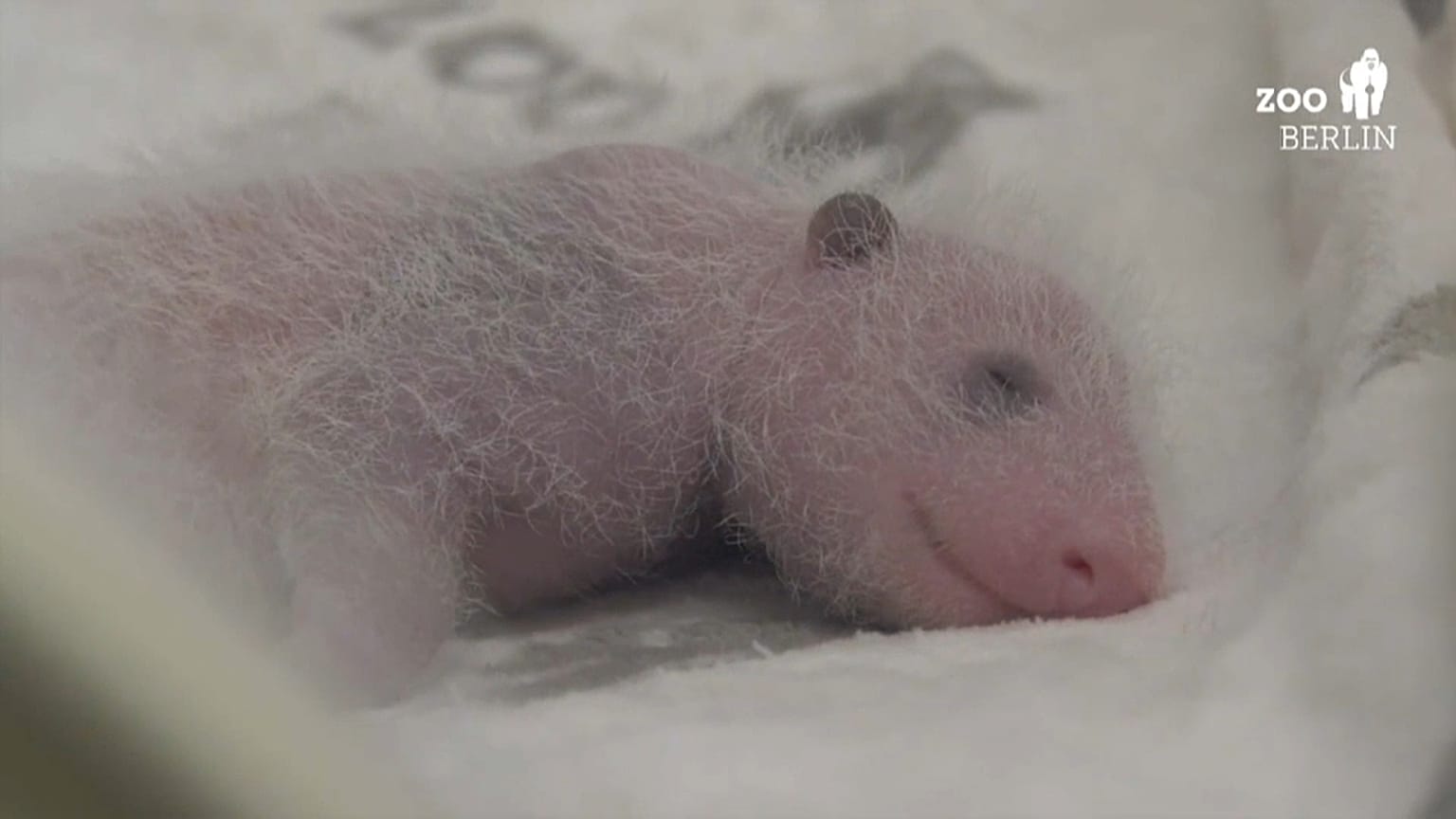 Berlins Mini-Pandas kriegen langsam Fell (Video)