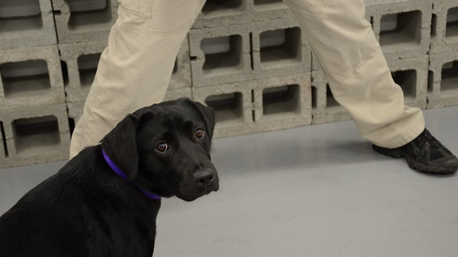 CIA'de eğitilen K-9 köpeği Lulu