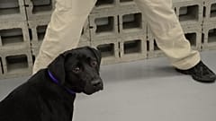 CIA'de eğitilen K-9 köpeği Lulu