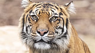 Több mint a fele elpusztult a hírhedt thaiföldi Tigris Templomból kimentett nagymacskáknak