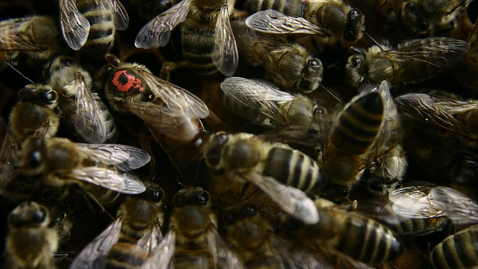 Flug verspätet: Bienenschwarm auf Cockpitscheibe