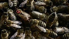 Flug verspätet: Bienenschwarm auf Cockpitscheibe