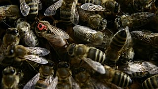 Flug verspätet: Bienenschwarm auf Cockpitscheibe