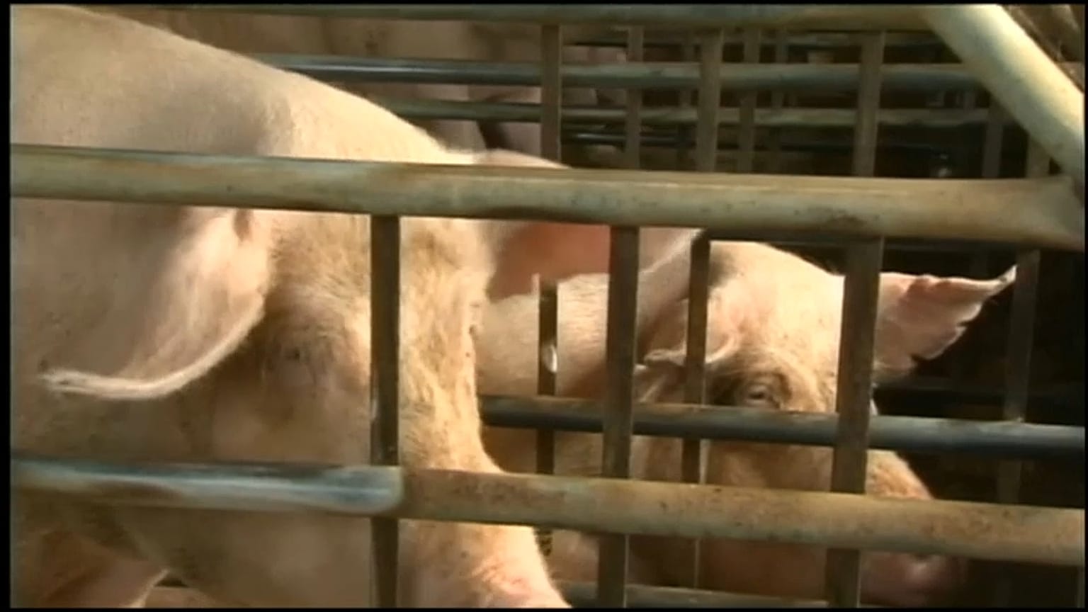 La fièvre porcine débarque en Corée du Sud