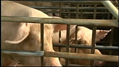 La fièvre porcine débarque en Corée du Sud