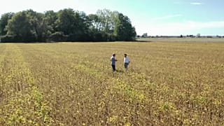 Regenwaldkiller Soja: Ist der Anbau in Europa die Lösung?
