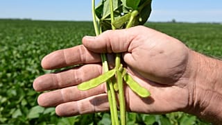 Europa busca alternativas a la soja transgénica