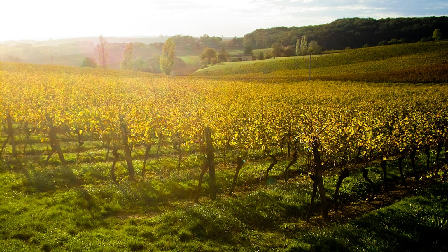 Vines in a vineyard of Alsace