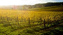 The Brief from Brussels: Klima, Landwirtschaft, Strom-Deal, Lagarde