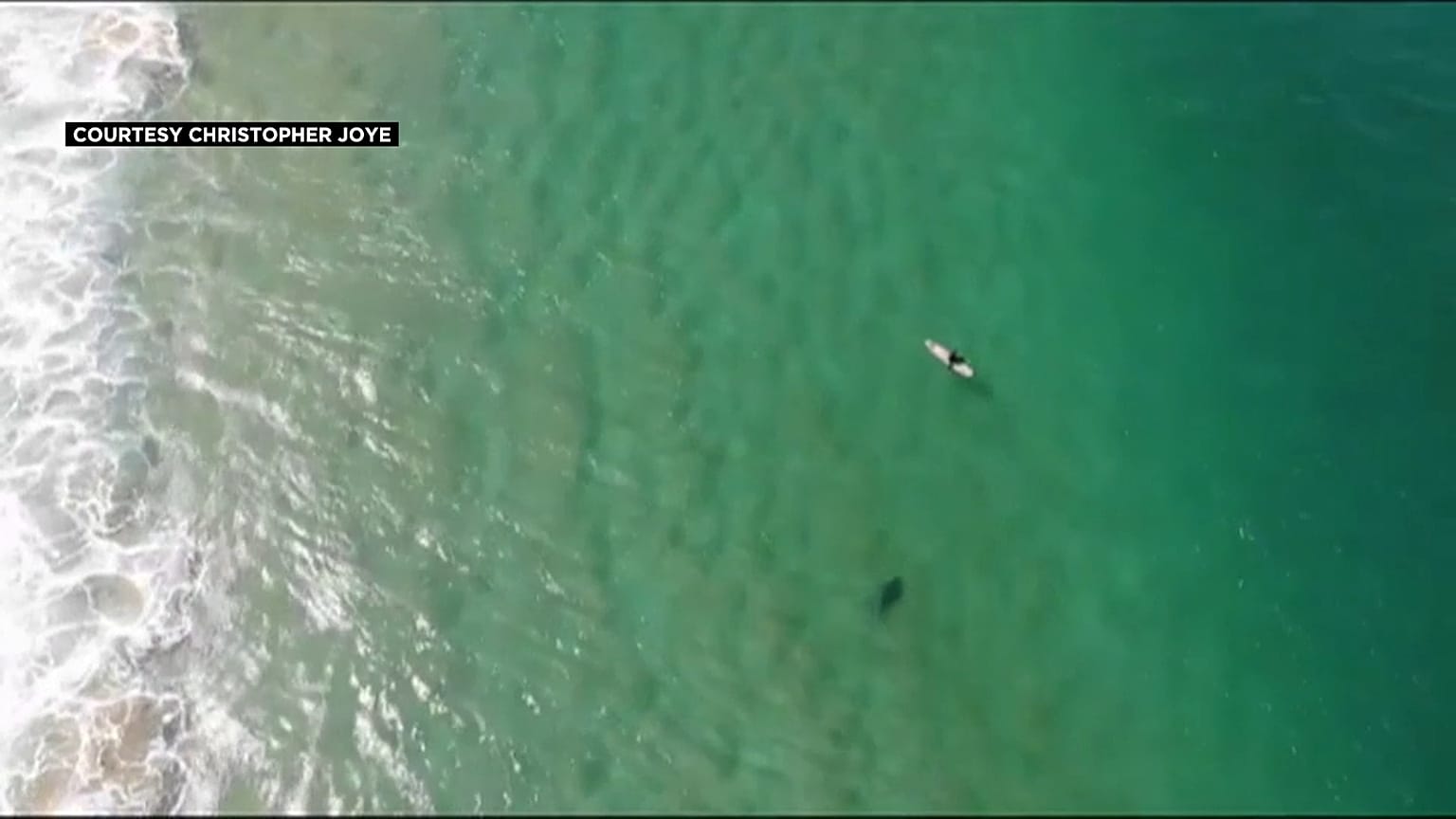 Video | Köpek balığının saldırısından drone ikazı ile kurtuldu