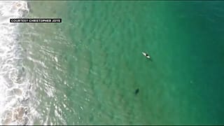 Video | Köpek balığının saldırısından drone ikazı ile kurtuldu