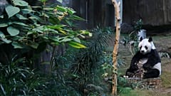 Çin, dev panda Chuang Chuang'ın ani ölümünü araştırmak için Tayland'a uzman ekip gönderiyor