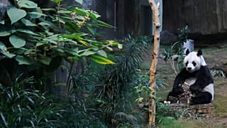 Çin, dev panda Chuang Chuang'ın ani ölümünü araştırmak için Tayland'a uzman ekip gönderiyor